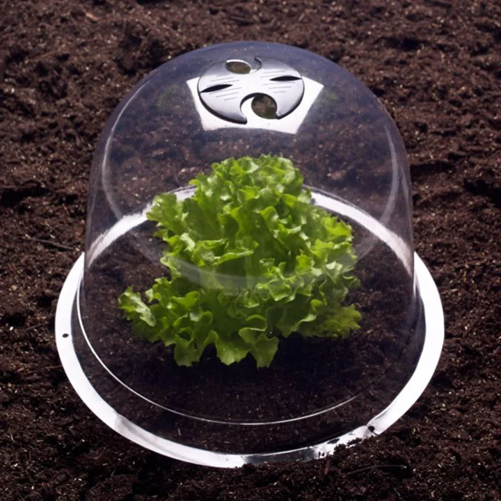 Cloches à salade - lot de 12