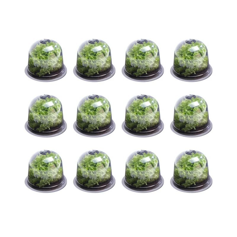 Cloches à salade - lot de 12