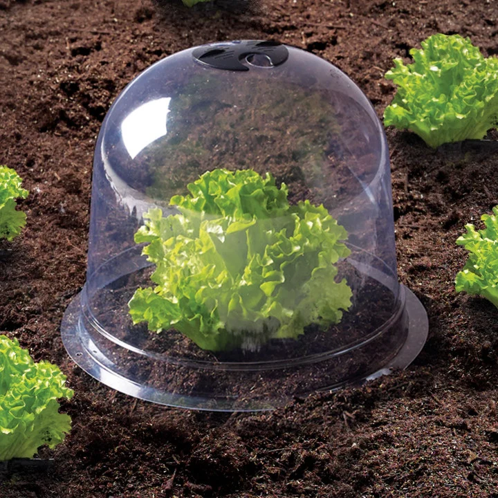 Cloches à salade - lot de 12