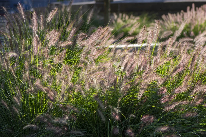 Lot de 8 plantes d´herbe aux écouvillons (Pennisetum)
