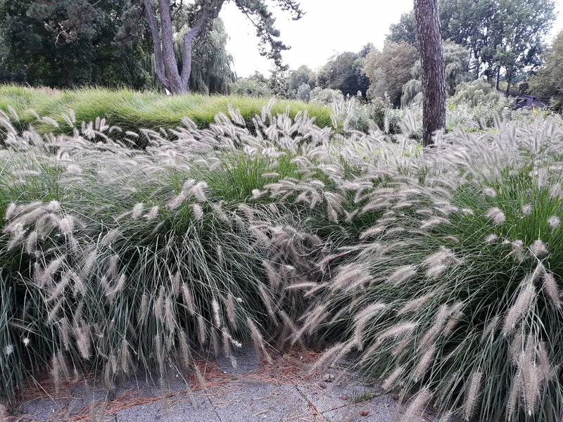 Lot de 8 plantes d´herbe aux écouvillons (Pennisetum)