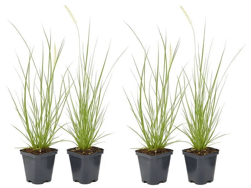 Lot de 4 plants d´herbe aux écouvillons (Pennisetum)