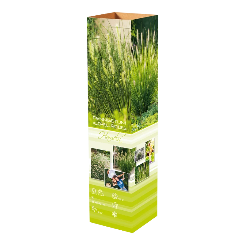 Lot de 4 plants d´herbe aux écouvillons (Pennisetum)