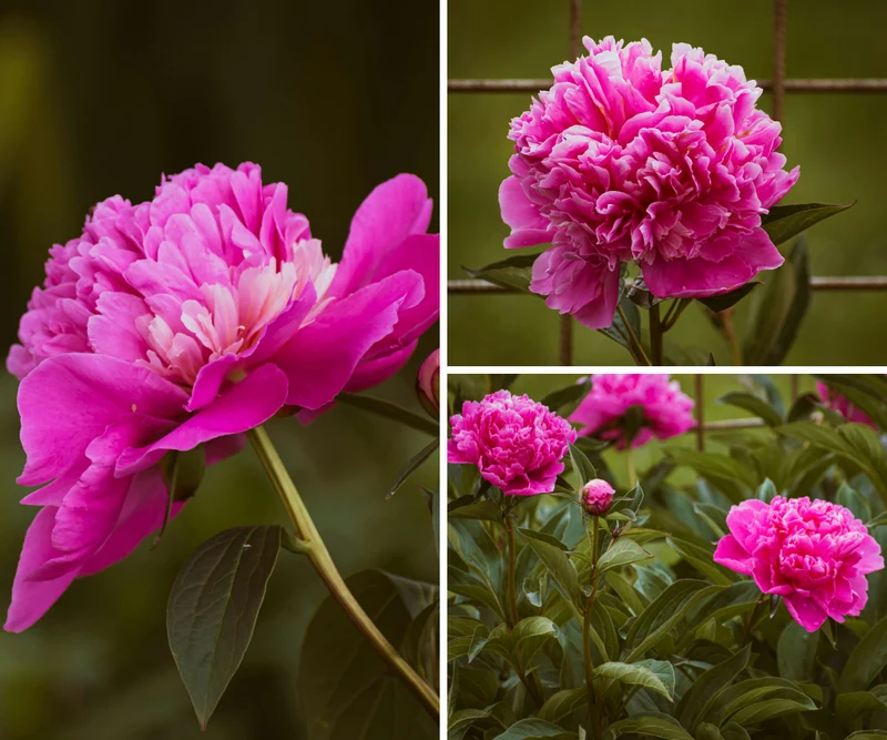 Lot de 3 pivoines roses