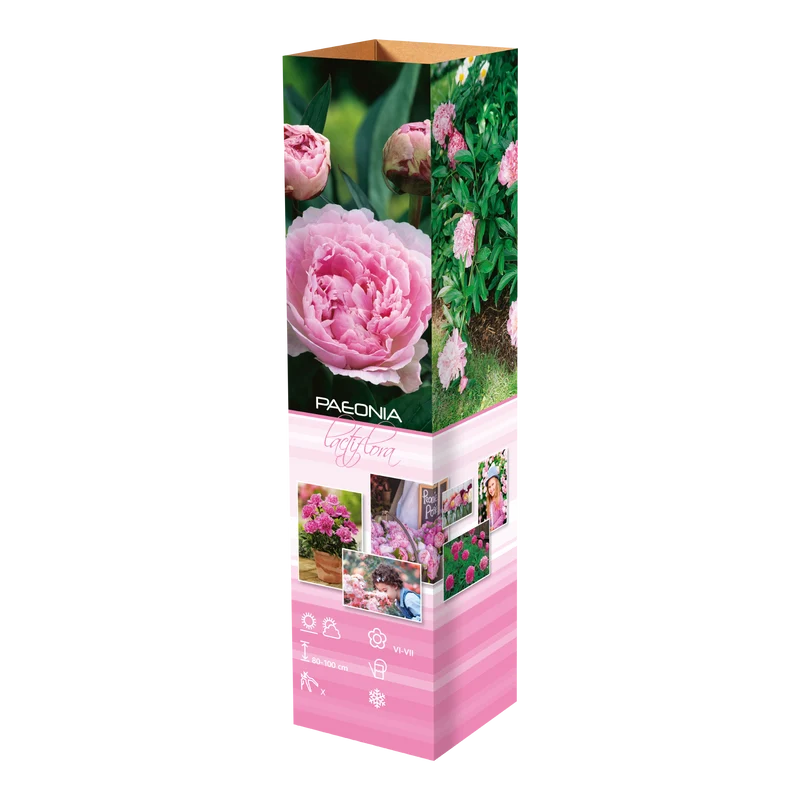 Lot de 3 pivoines roses