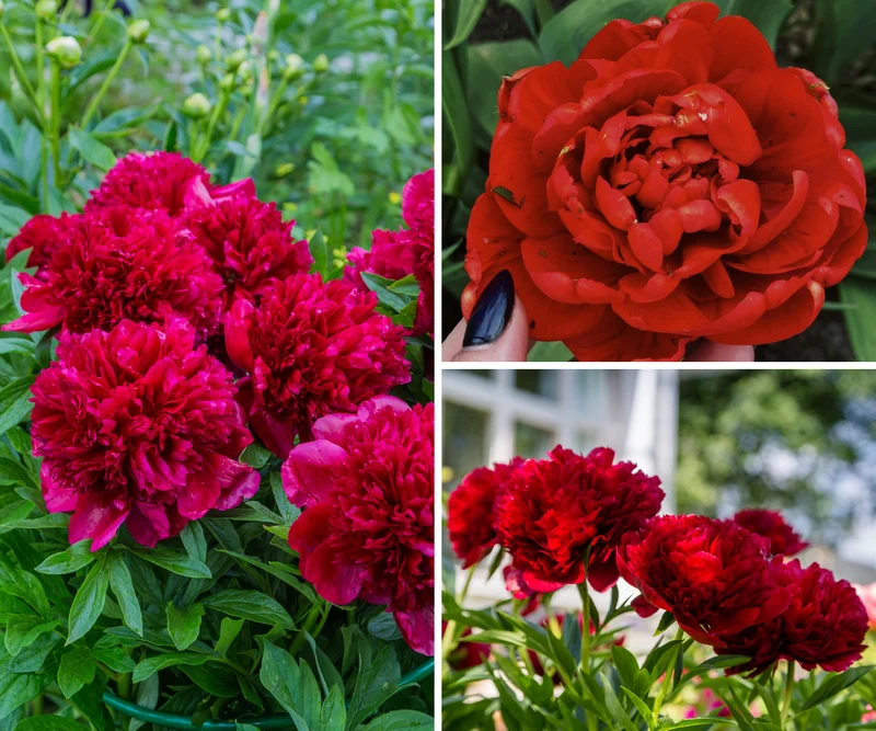 Lot de 6 pivoines rouges