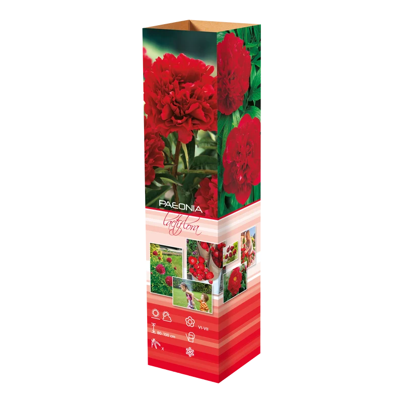 Lot de 6 pivoines rouges