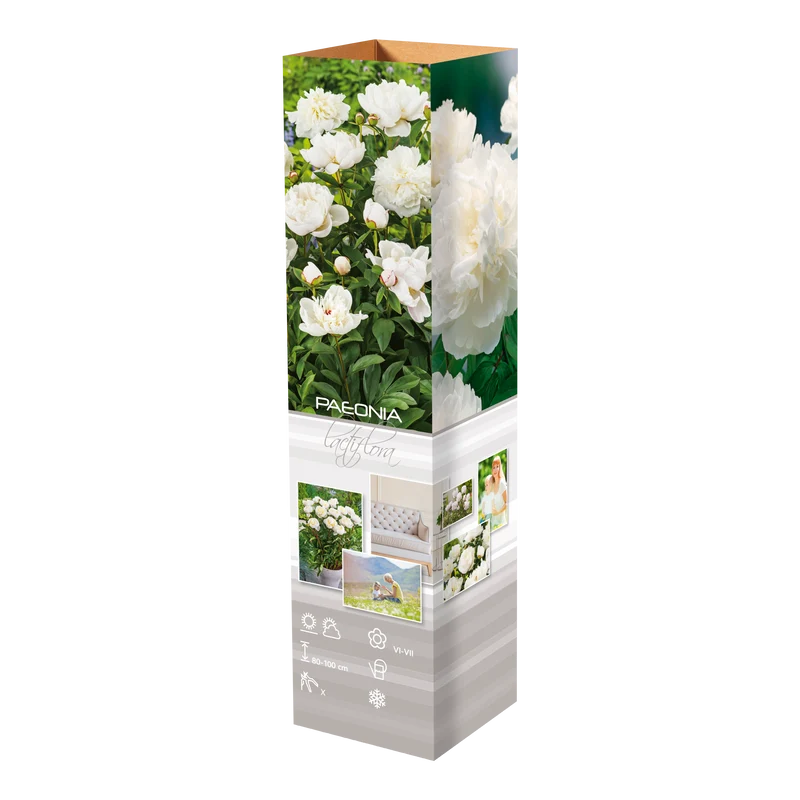 Lot de 6 pivoines: 2 rouges, 2 blanches, 2 roses