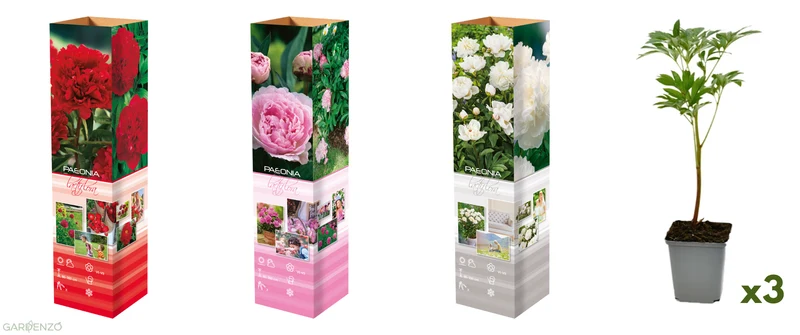 Lot de 3 pivoines: 1 rouge, 1 blanche, 1 rose