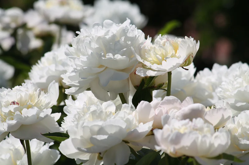 Lot de 3 pivoines: 1 rouge, 1 blanche, 1 rose