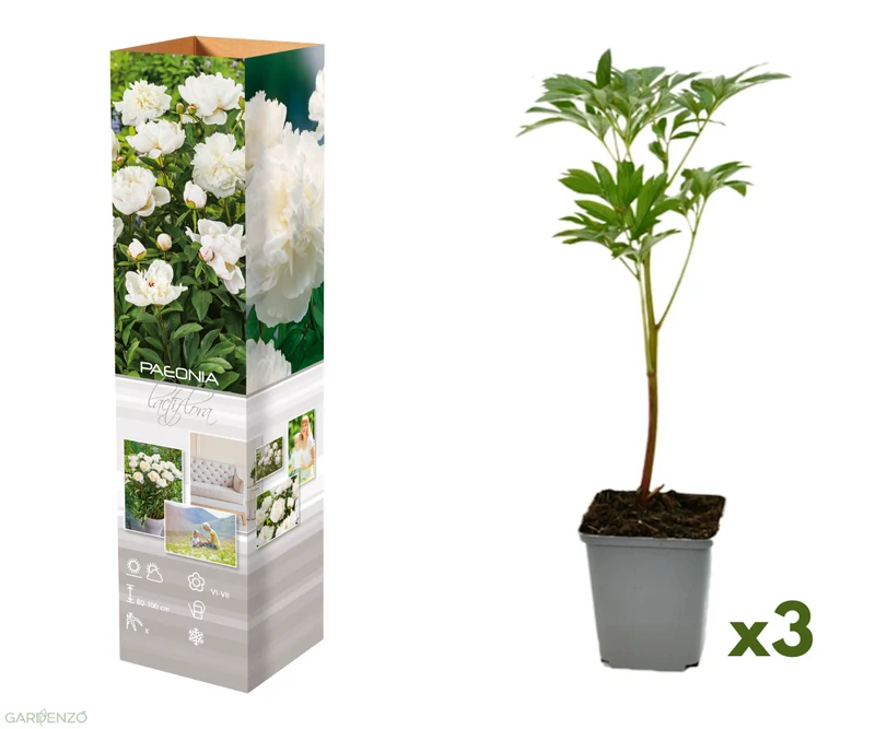 Lot de 3 pivoines blanches