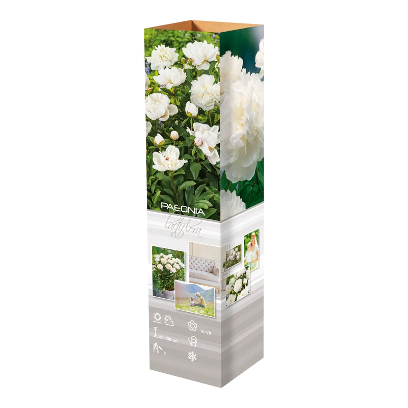 Lot de 3 pivoines blanches