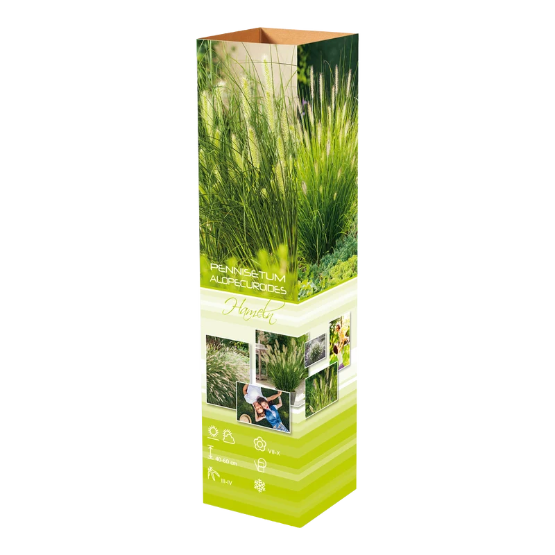 Lot de 8 graminées: 2 Stipa, 2 Pennisetum, 2 Cortaderia blanche, 2 Imperata
