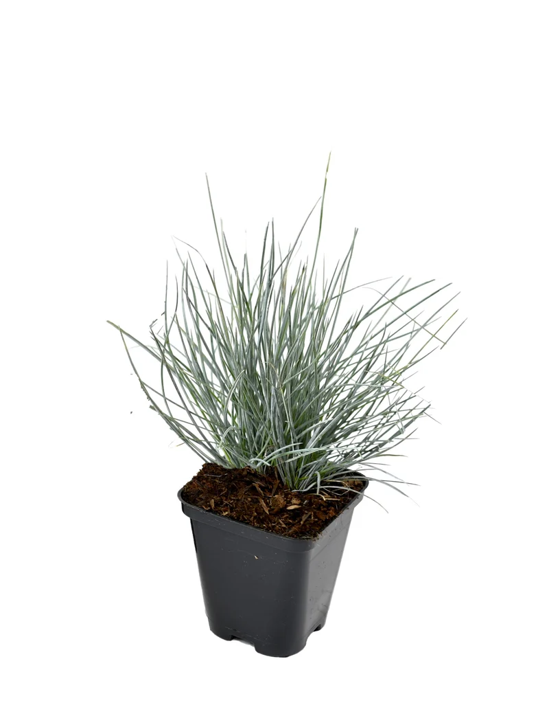 Lot de 8 graminées: 2 Pennisetum, 2 Liriopes, 2 Imperata, 2 Festuca,