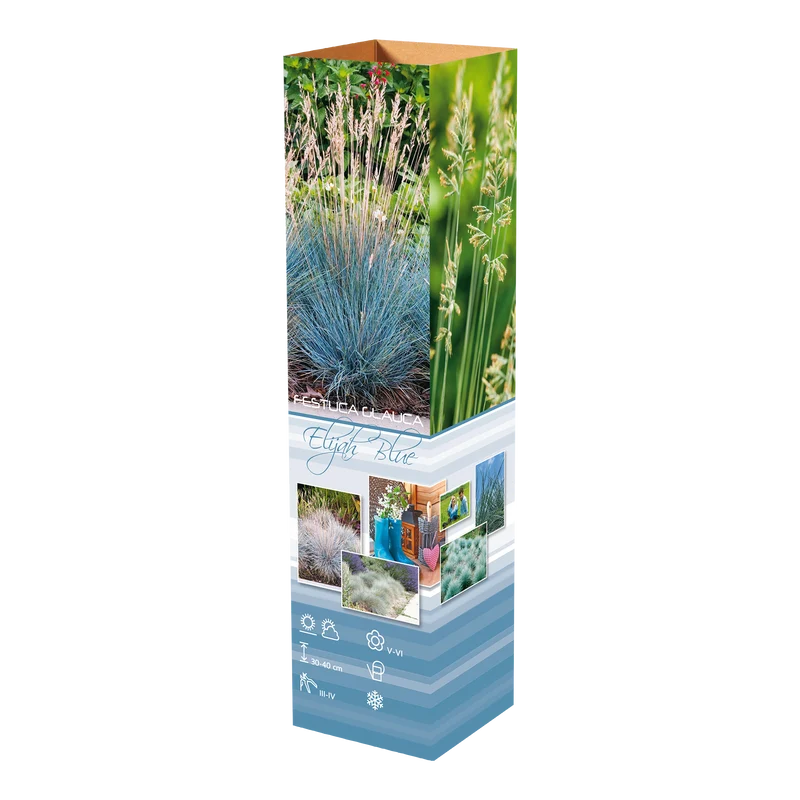 Lot de 8 graminées: 2 Pennisetum, 2 Liriopes, 2 Imperata, 2 Festuca,