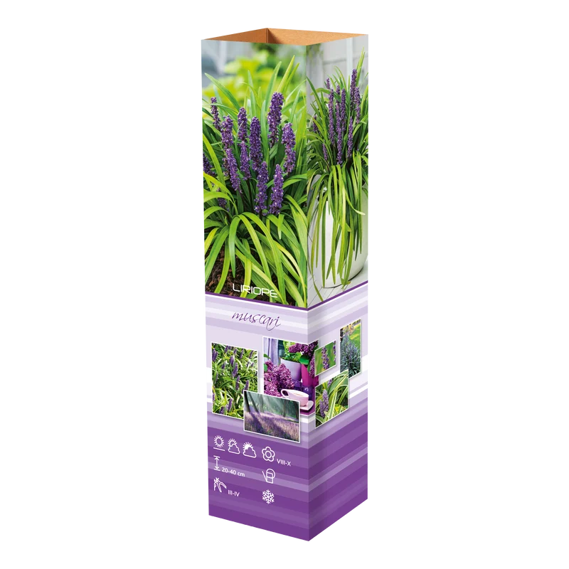 Lot de 8 graminées: 2 Pennisetum, 2 Liriopes, 2 Imperata, 2 Festuca,