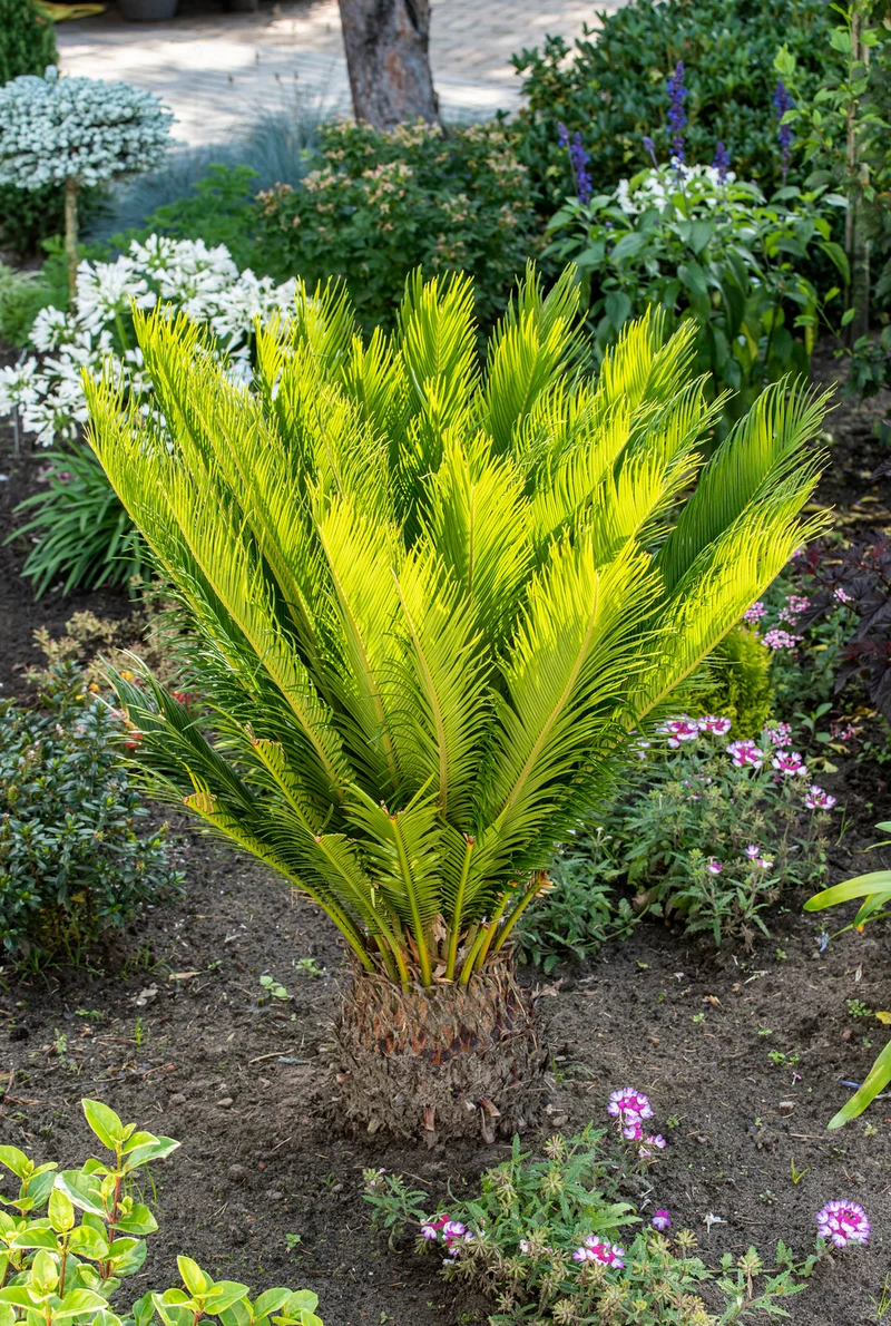 Palmier Cycas du Japon - Moyen (50-70 cm)