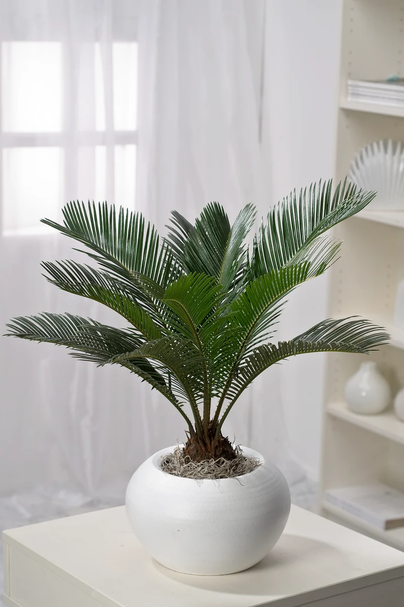 Palmier Cycas du Japon - Moyen (50-70 cm)