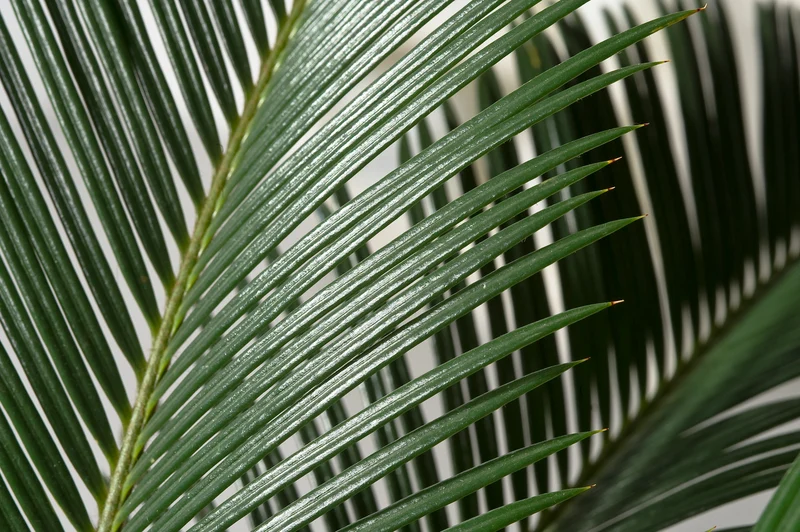 Palmier Cycas du Japon - Moyen (50-70 cm)