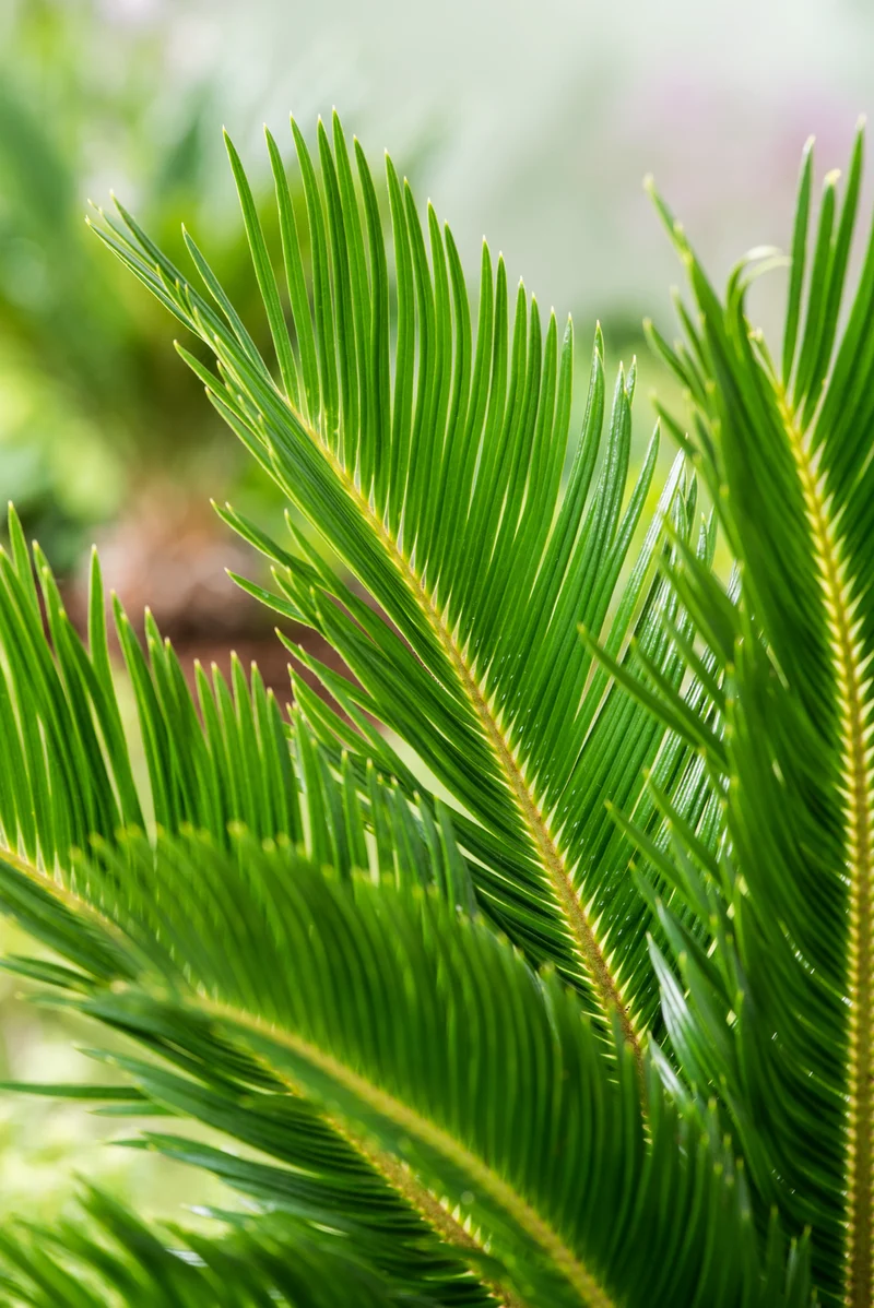 Palmier Cycas du Japon - Moyen (50-70 cm)