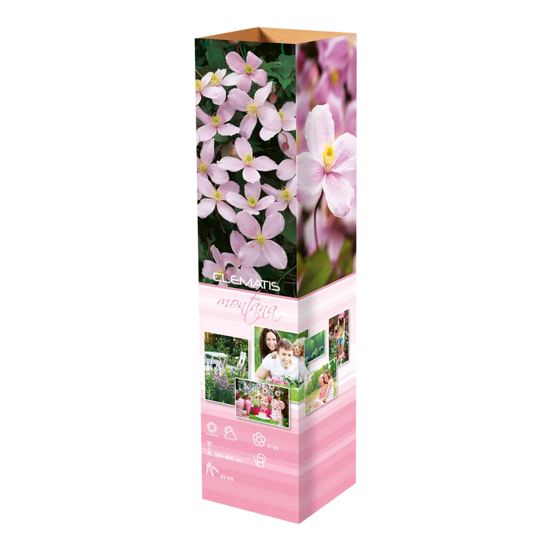 Lot de 3 clématites : 1 blanche, 1 rose et 1 rose claire - 30-38 cm
