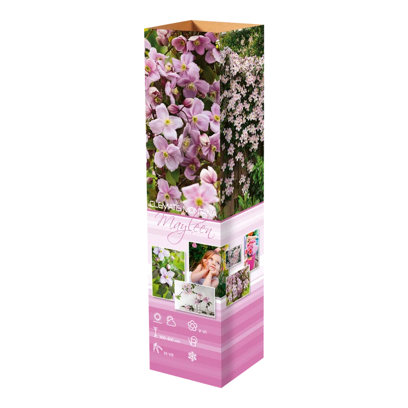 Lot de 3 clématites : 1 blanche, 1 rose et 1 rose claire - 30-38 cm