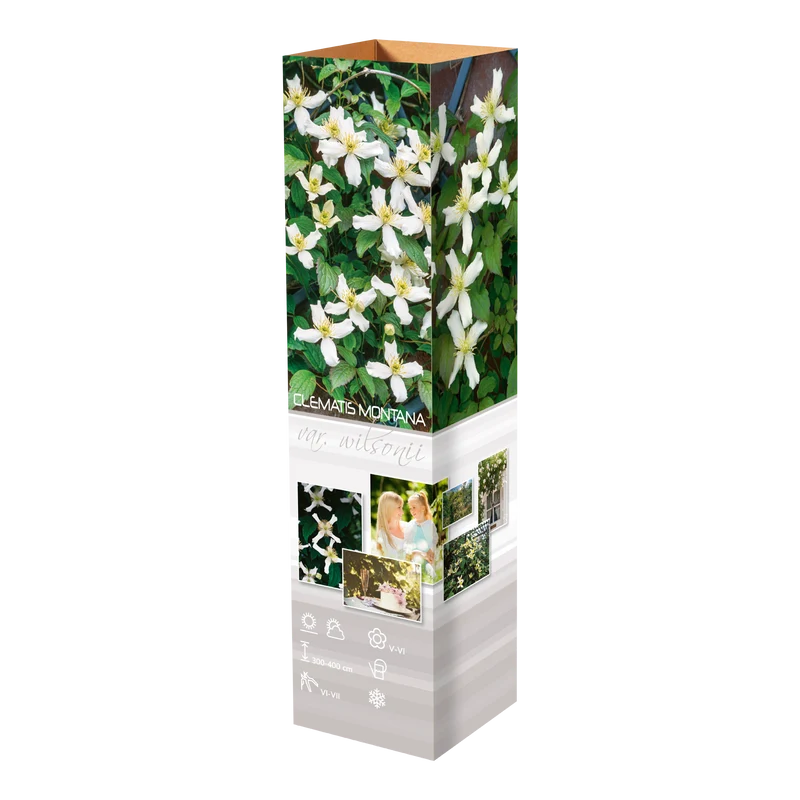 Lot de 3 clématites des montagnes blanches (Clematis Montana Wilsonii) - 30-38 cm