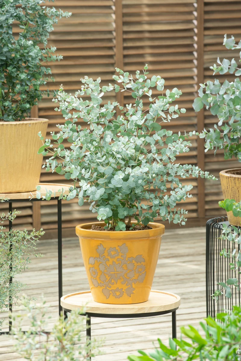 Eucalyptus (Gunnii Azura) sur tige - 40-50 cm