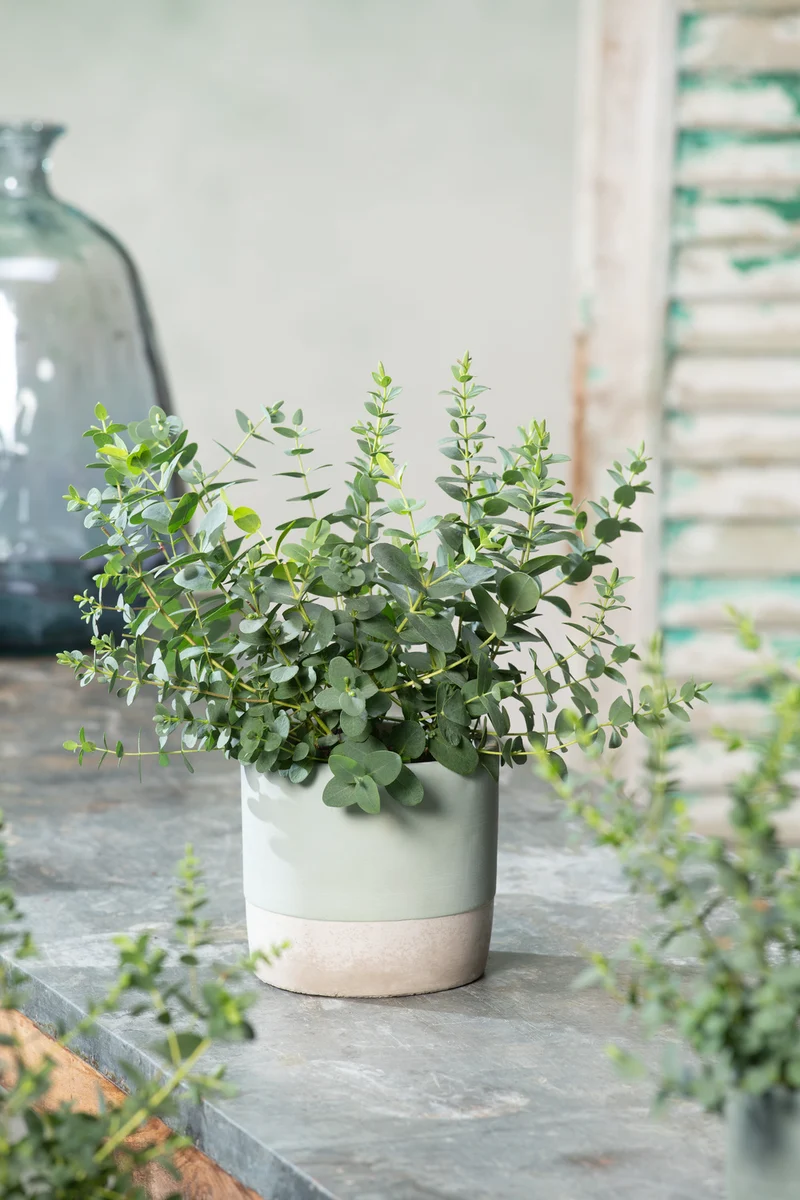 Eucalyptus (Gunnii Azura) sur tige - 40-50 cm
