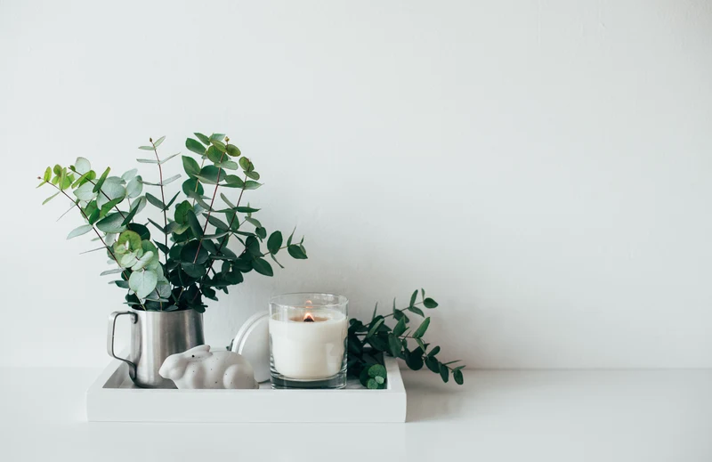 Lot de 2 Eucalyptus (Gunnii Azura) sur tige - 40-50 cm