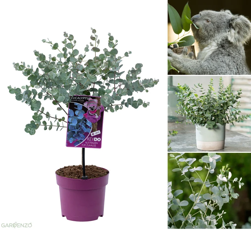 Eucalyptus (Gunnii Azura) sur tige - 40-50 cm
