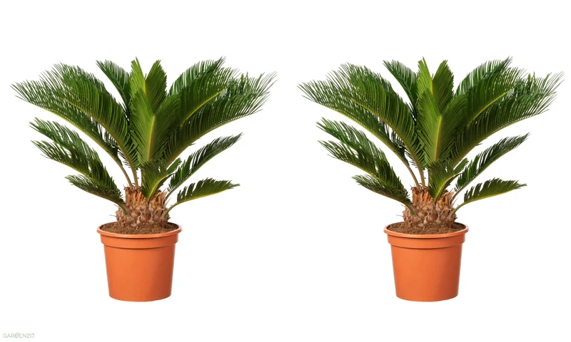 Lot de 2 palmiers Cycas du Japon - Moyens (50-70 cm)