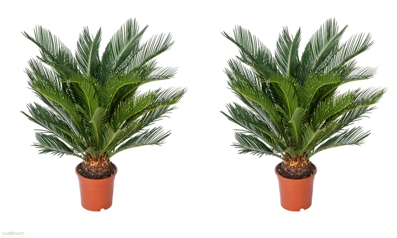 2 palmiers Cycas du Japon - Grands (60-70 cm)