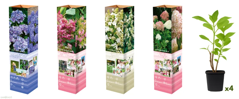 Lot de 4 hortensias : 1 rose blanc, 1 rose, 1 bleu, 1 blanc - 30-38 cm