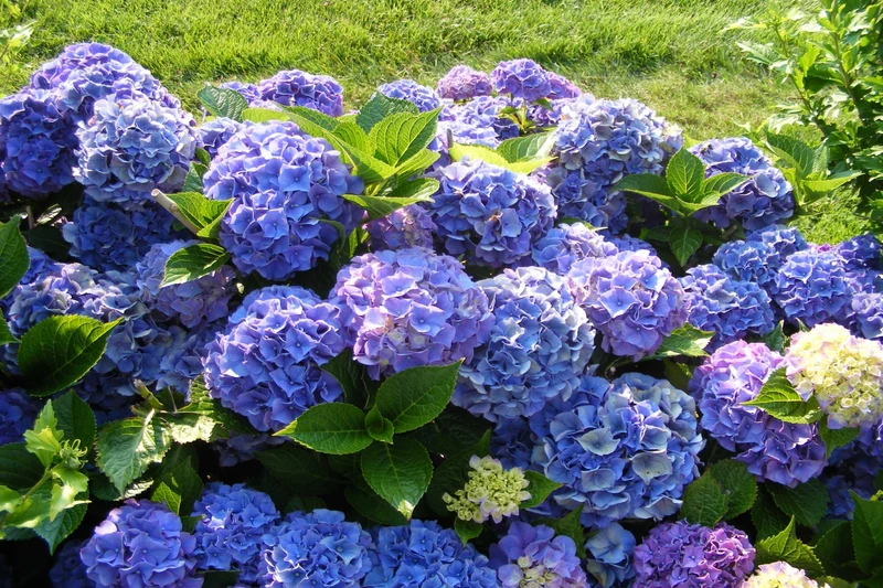 Lot de 8 hortensias : 2 roses blancs, 2 roses, 2 bleus, 2 blancs - 30-38 cm