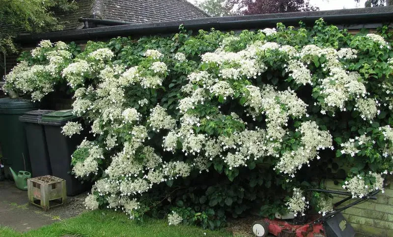 Lot de 4 hortensias grimpants - 30-38 cm