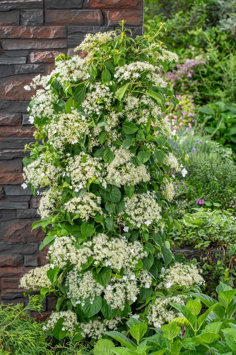 Lot de 4 hortensias grimpants - 30-38 cm