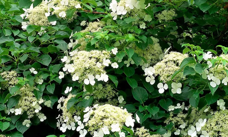 Lot de 4 hortensias grimpants - 30-38 cm