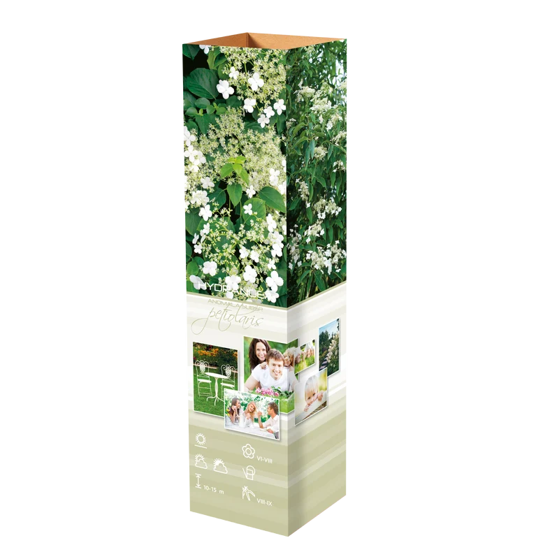 Lot de 2 hortensias grimpants - 30-38 cm