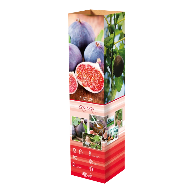 Lot de 4 figuiers (Ficus Carica) - 25-38 cm