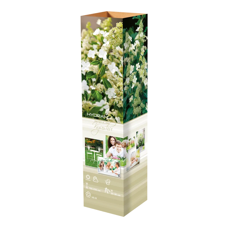 Lot de 8 hortensias : 2 roses blancs, 2 roses, 2 bleus, 2 blancs - 30-38 cm