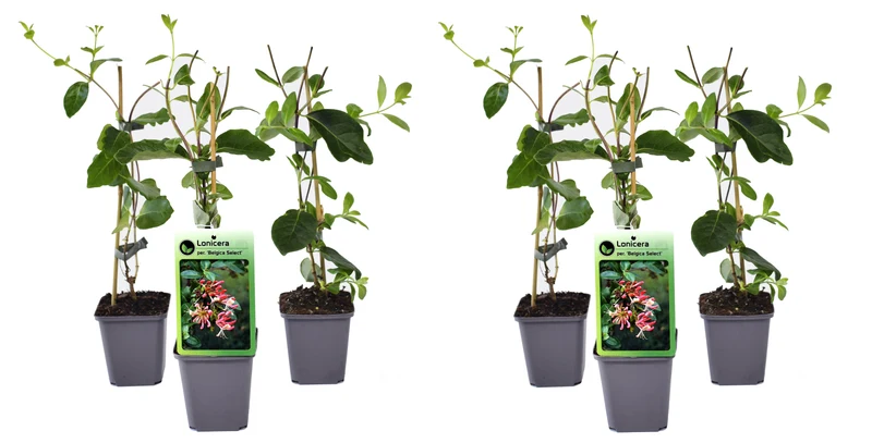 Lot de 6 chèvrefeuilles (Lonicera Periclymenum Belgica) - 30-38 cm