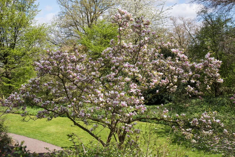 Lot de 3 magnolias Soulangeana - 30-38 cm