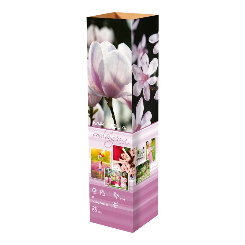 Lot de 3 magnolias Soulangeana - 30-38 cm