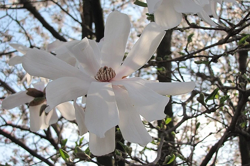 Lot de 3 magnolias : 1 magnolia Susan, 1 magnolia Soulangeana, 1 magnolia Stellata - 30-38 cm