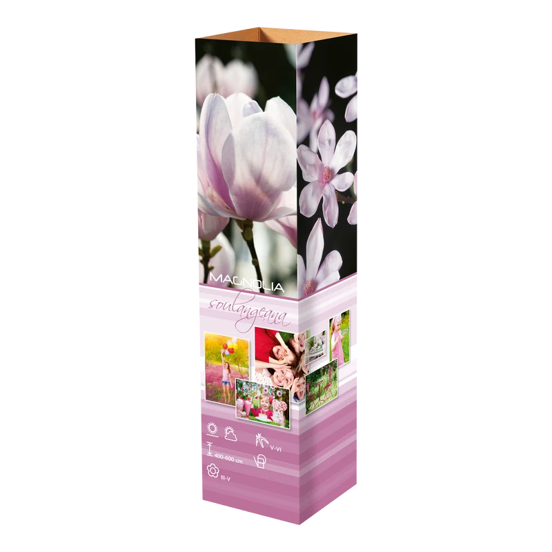 Lot de 3 magnolias : 1 magnolia Susan, 1 magnolia Soulangeana, 1 magnolia Stellata - 30-38 cm