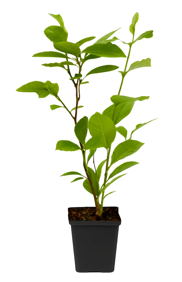 Lot de 3 magnolias Susan - 30-38 cm