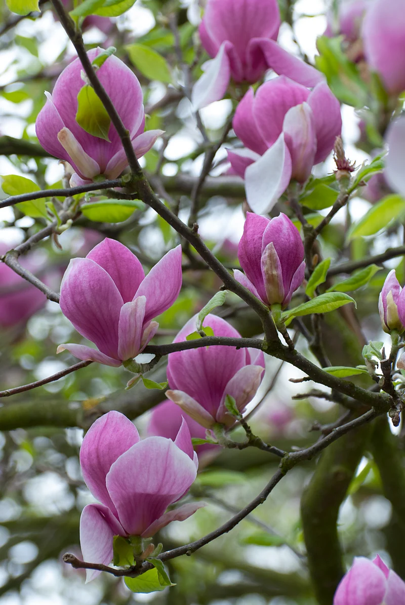 Lot de 3 magnolias Susan - 30-38 cm