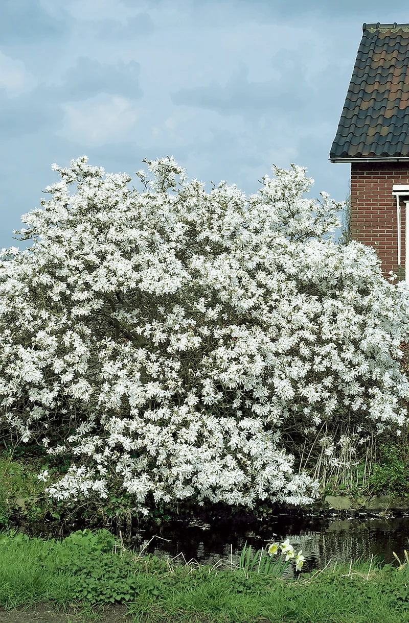 Lot de 3 magnolias Stellata - 30-38 cm