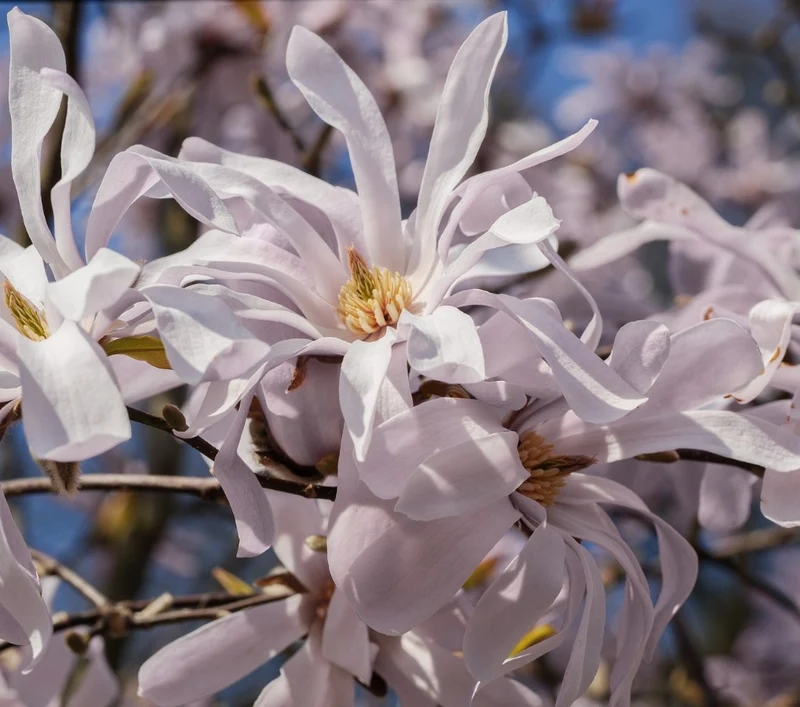 Lot de 3 magnolias Stellata - 30-38 cm